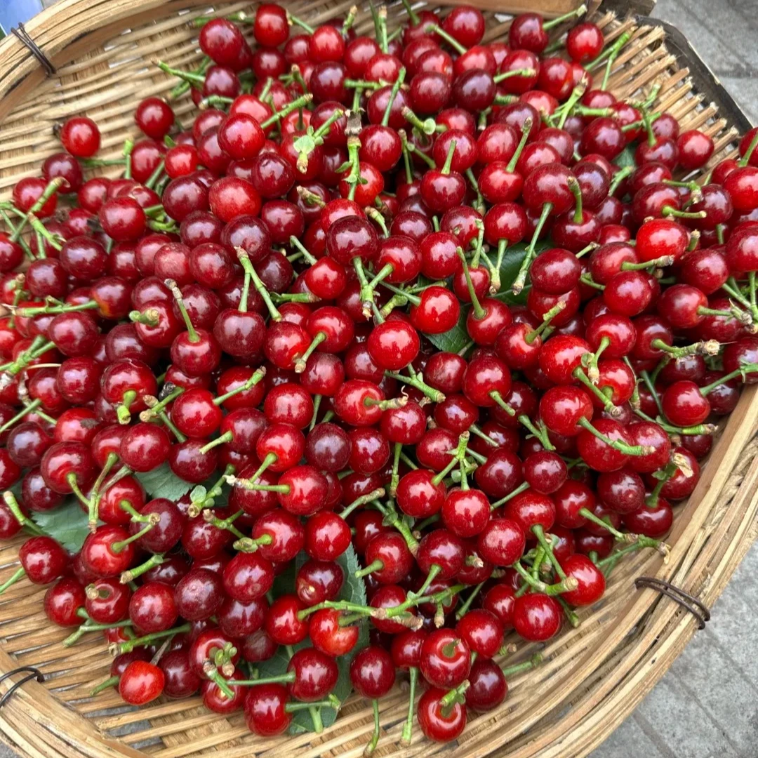 虹越园艺家 | 中国樱桃果树樱桃树苗乌皮樱桃红妃樱桃裸根