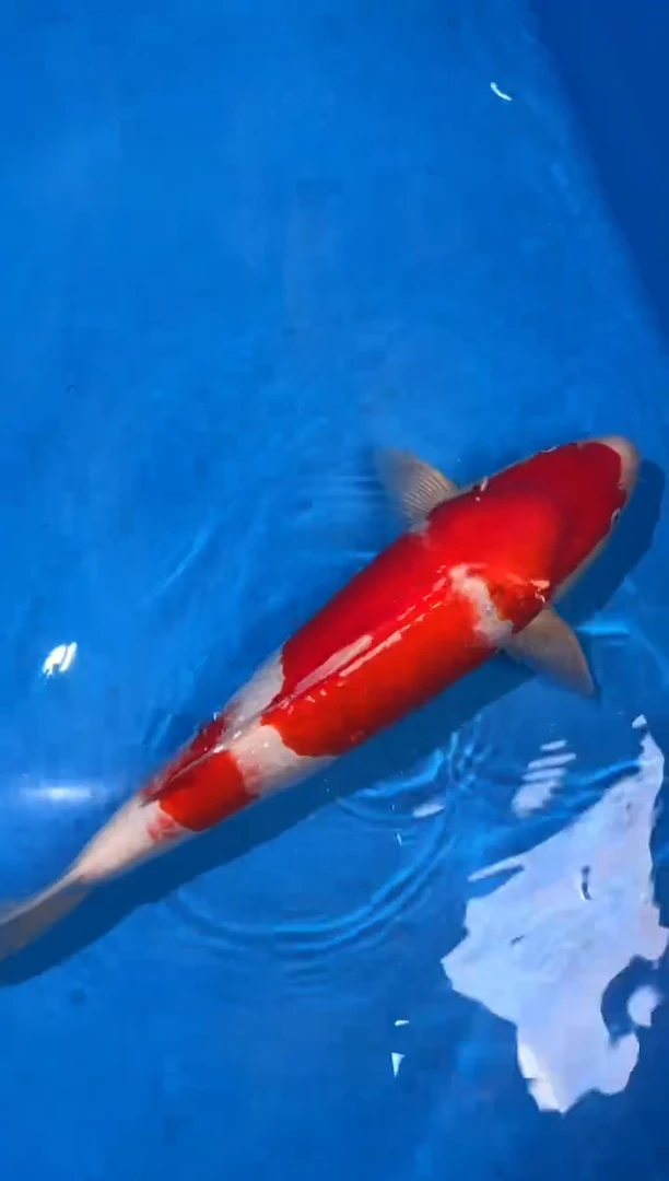 锦鲤阪井红白50公分