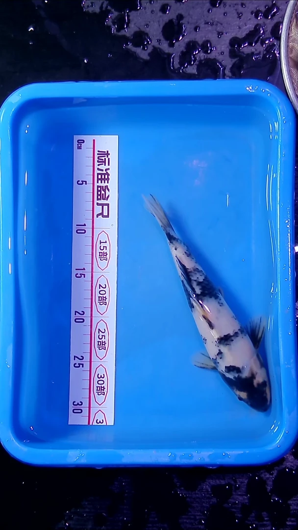 锦鲤直播间菁选 对版发货 3号