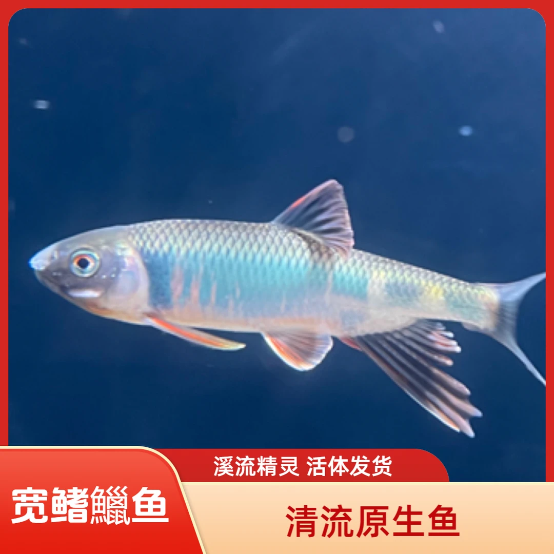 宽鳍獵原生冷水溪流鱼活体发货