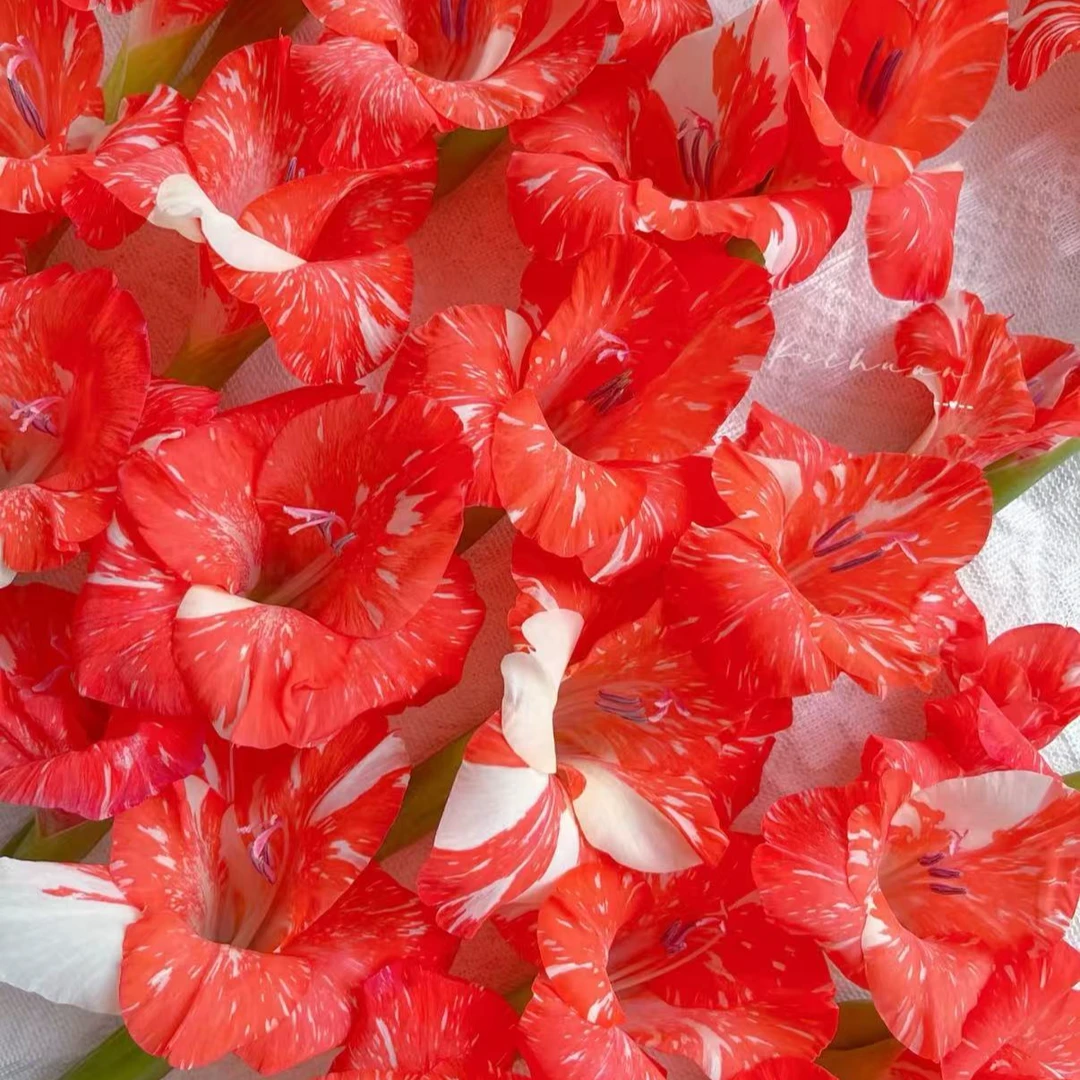 【雪花肥牛】唐菖蒲剑兰荷兰种球室内阳台庭院兰花盆栽花卉