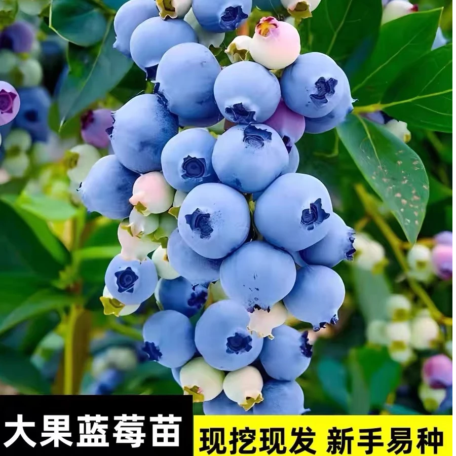 花歆艺F6蓝莓苗带花苞发货盆栽地栽阳台庭院南北方种植蓝莓树苗