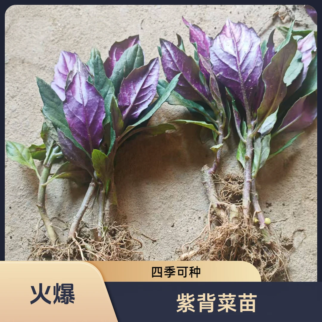 正宗食用紫背菜血皮菜紫背天葵菜红凤菜观音菜四季盆栽红背菜疏菜