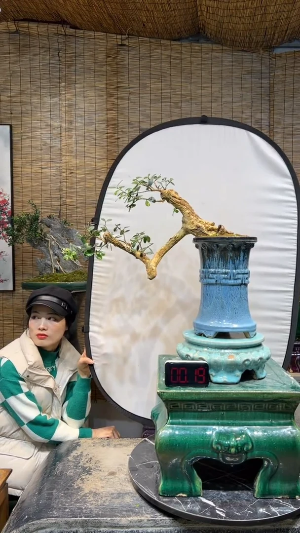 【闪购商品】盆景盆景