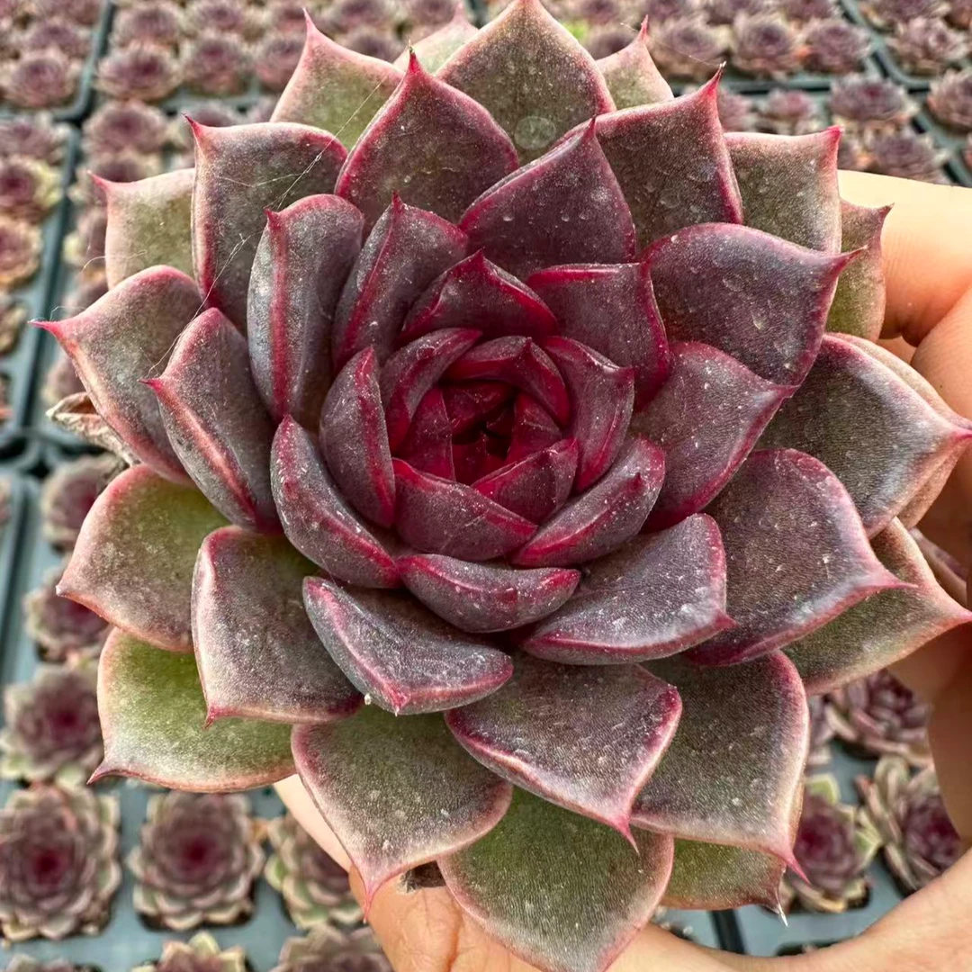7#皇冠多肉植物  前男友精品多肉 SM817