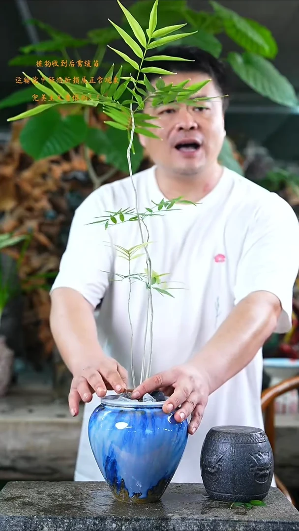 完全开放菩提545+