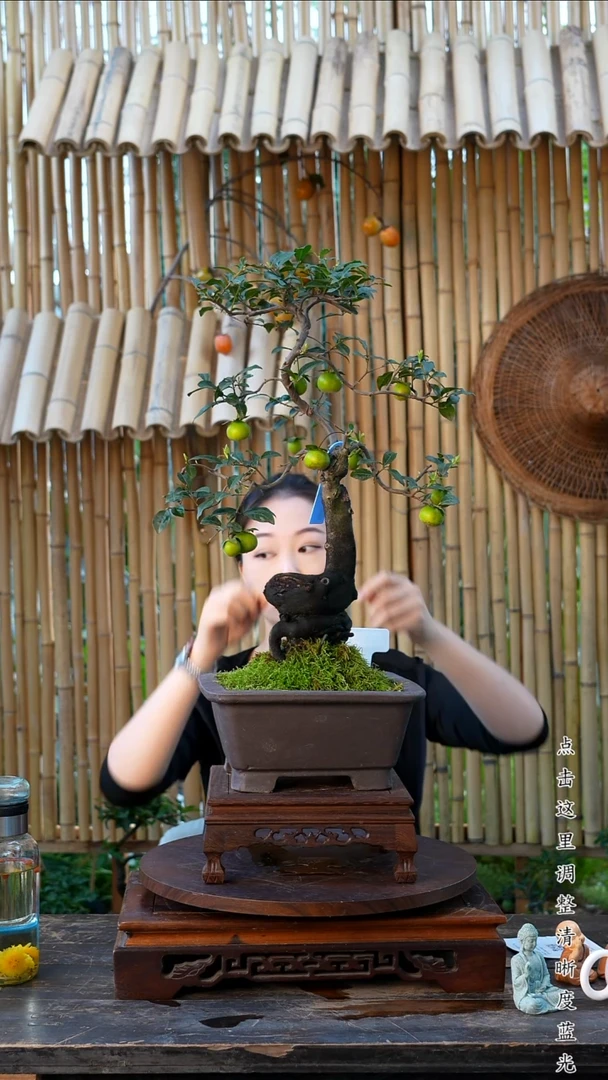 无花朵金弹子老桩盆景