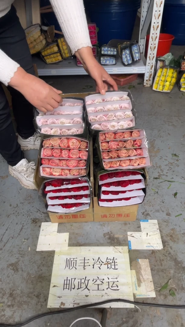 高原红20枝+卡布20枝+曼塔20枝