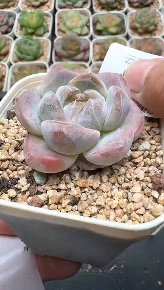 775F云禹多肉植物 默认脱土纸巾打包 3颗包邮