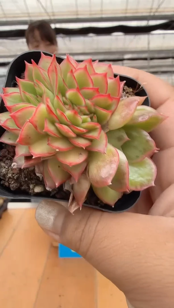 东云多肉园二店-76