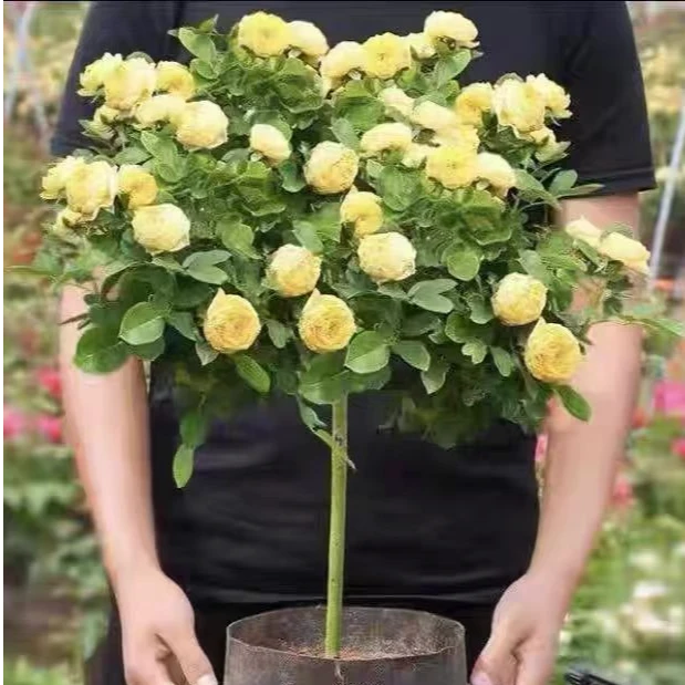 树状月季大花月季花卉苗木