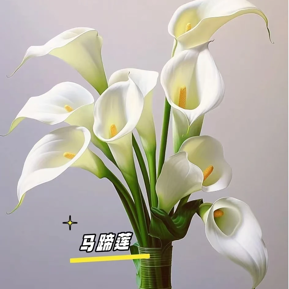 【马蹄莲】鲜花好养  全场任意两单顺丰包邮鲜切花