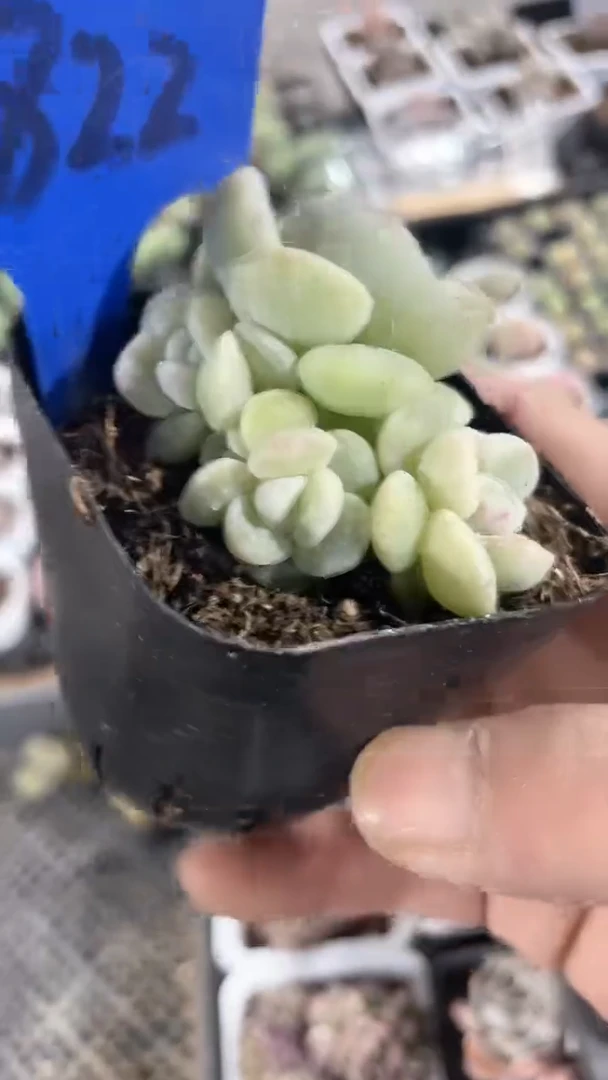 【闪购商品】822多肉