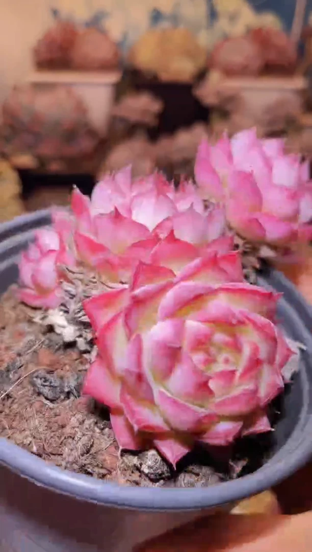 【闪购商品】072超女多肉