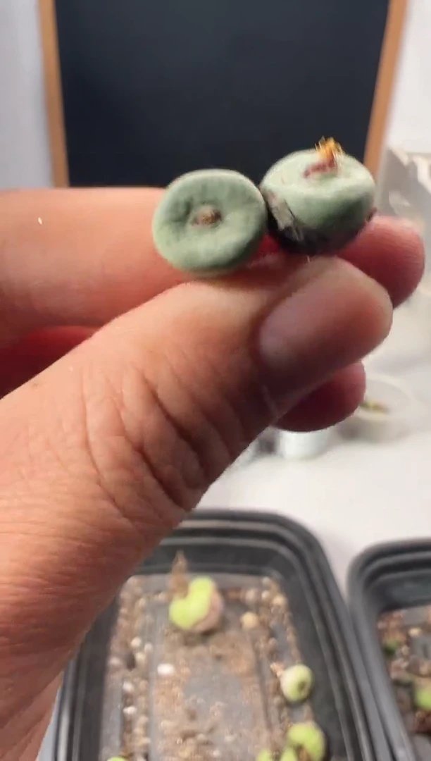 一物一拍                472
