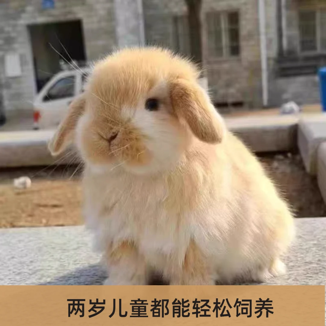 好养宠物兔子小体型侏儒兔活体长不大垂耳兔适合家庭饲养亲人无味