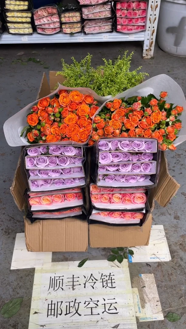 朱小姐20枝+海洋之歌20枝+橙色芭比10枝+黄莺