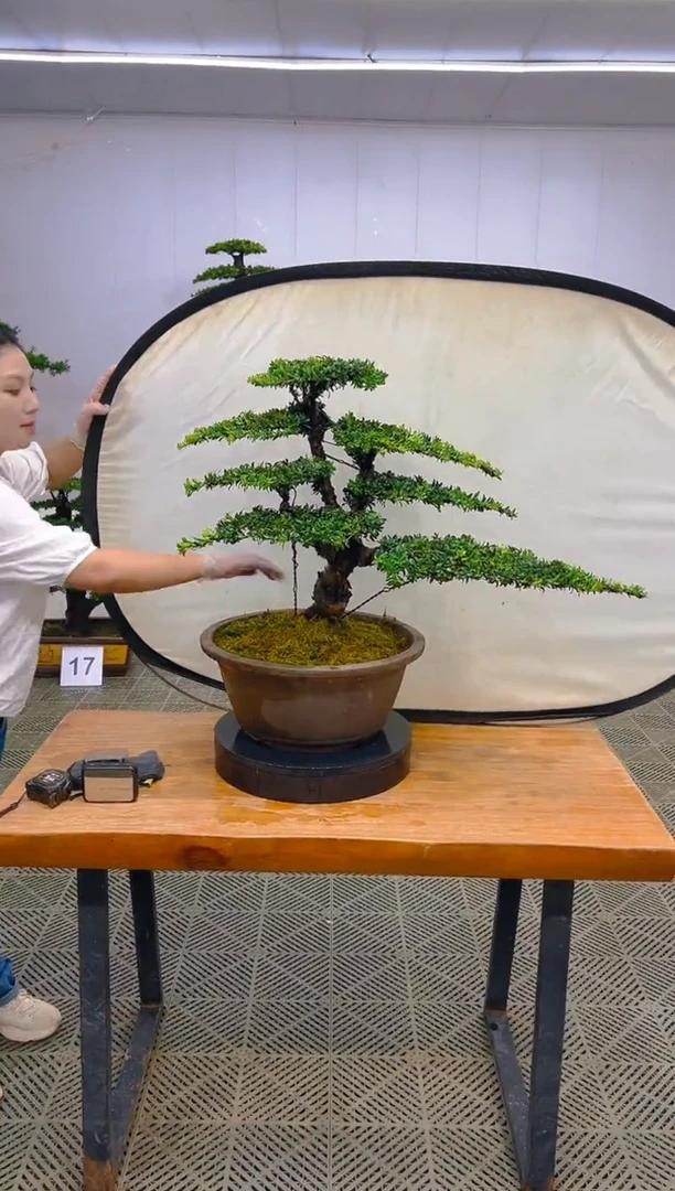 无花朵一物一拍一物一拍