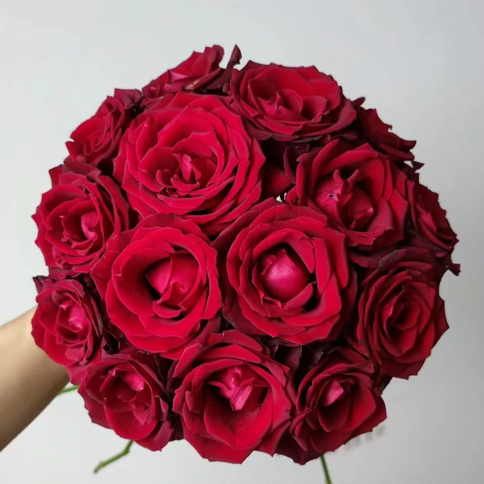 【玫昂红10支】好养易开花期长 任意两件发顺丰京东+送配草