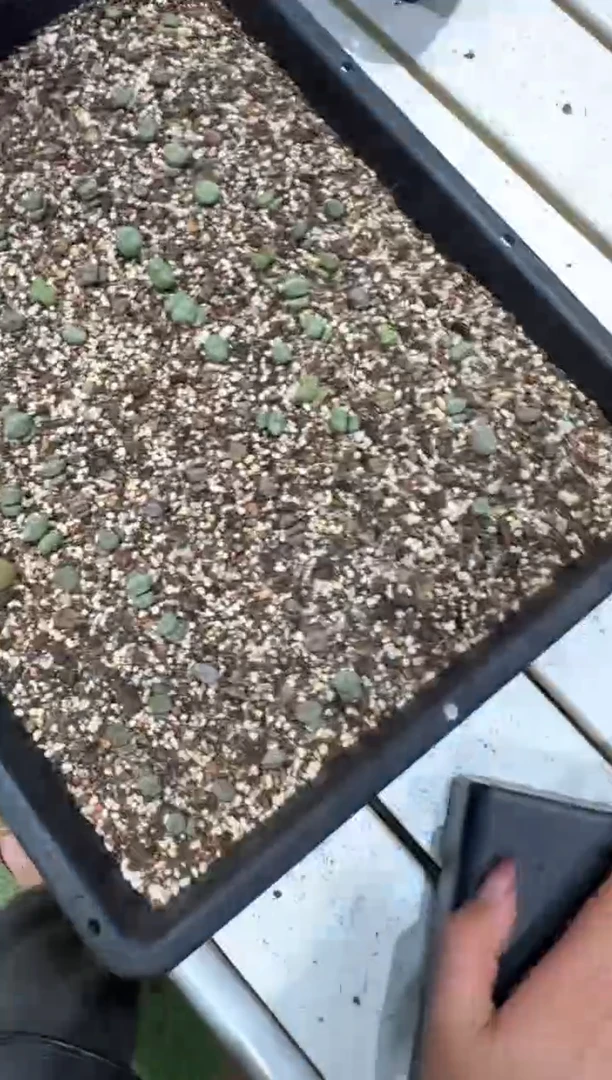 29-154多肉植物肉锥