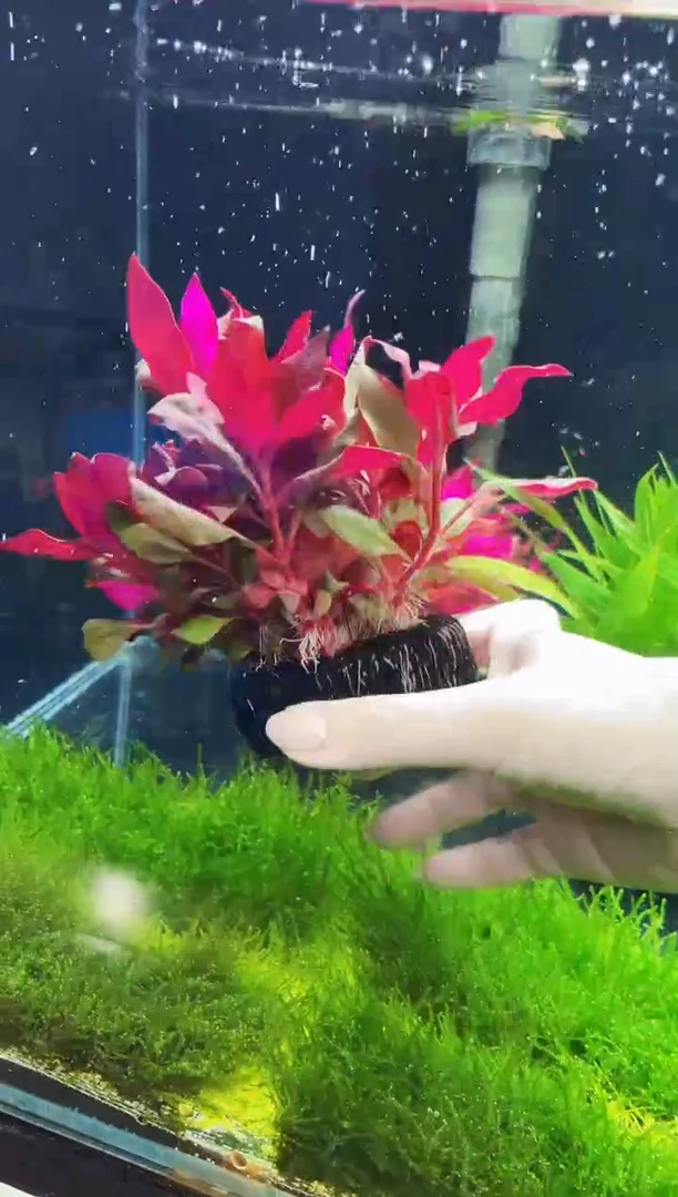 红草福利 【丹麦红玫瑰】大坨带根  喜欢红草的入