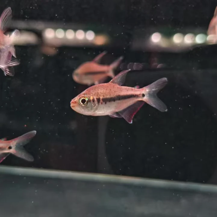 西西小鱼 花豹灯鱼灯科鱼