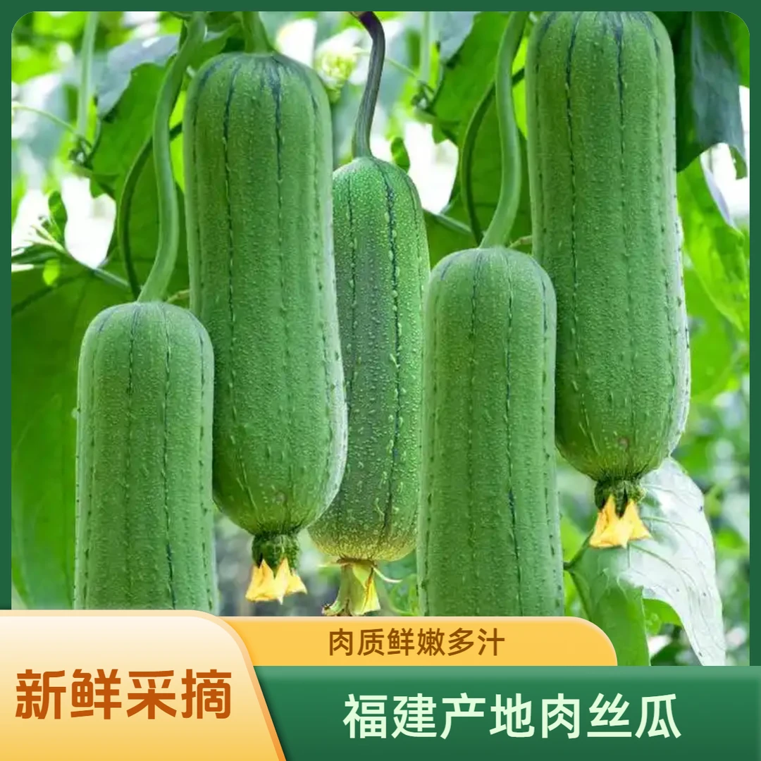 福建农家本地短棒翡翠肉丝瓜奶油香丝瓜当季新鲜蔬菜