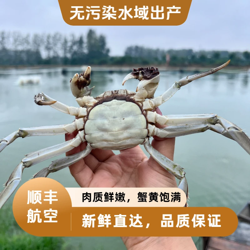【公蟹+母蟹】河蟹公母对半一两八到二两一10只顺丰包邮