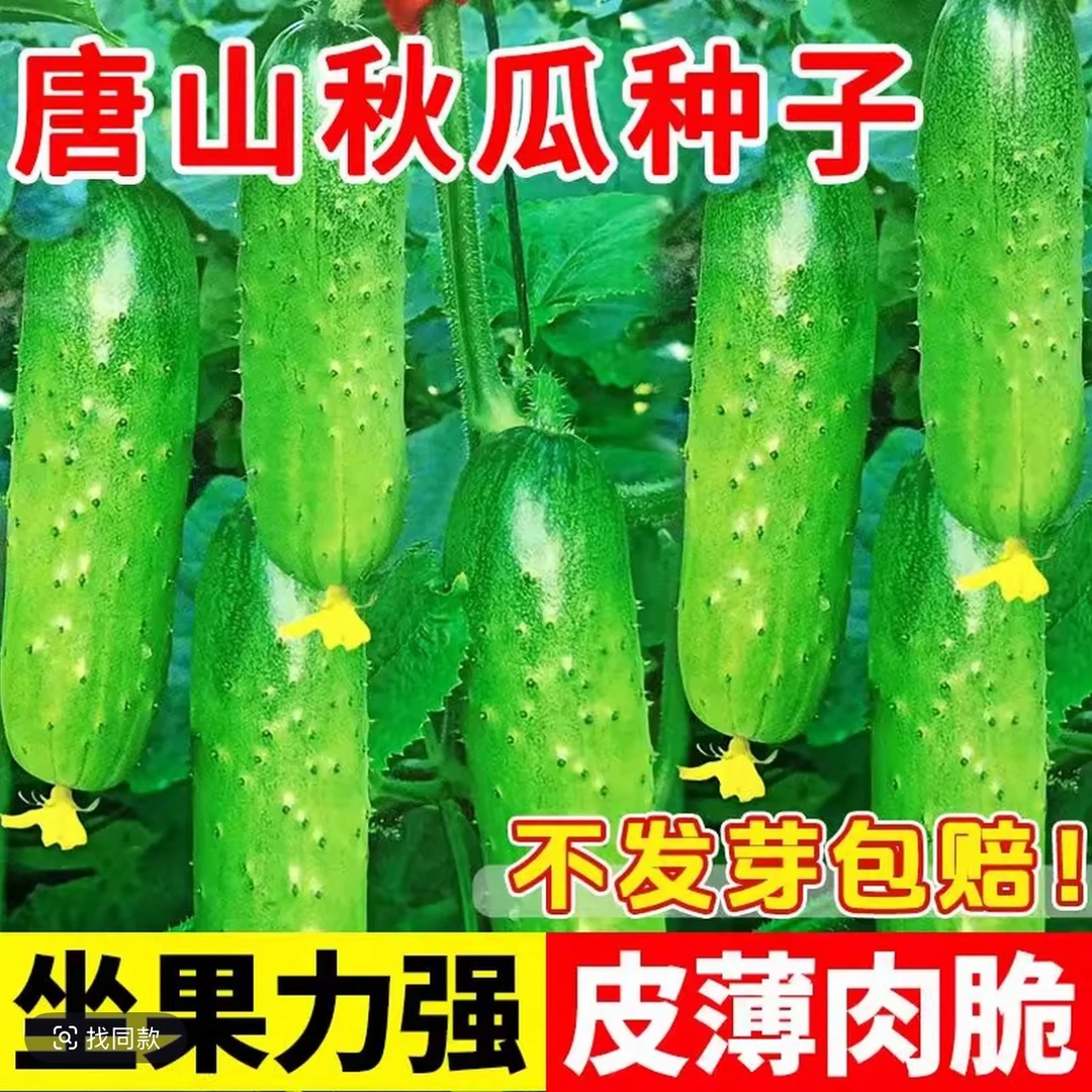 唐山秋瓜种子秋黄瓜阳台盆栽种植脆皮旱黄瓜水果夏季蔬菜籽种大全