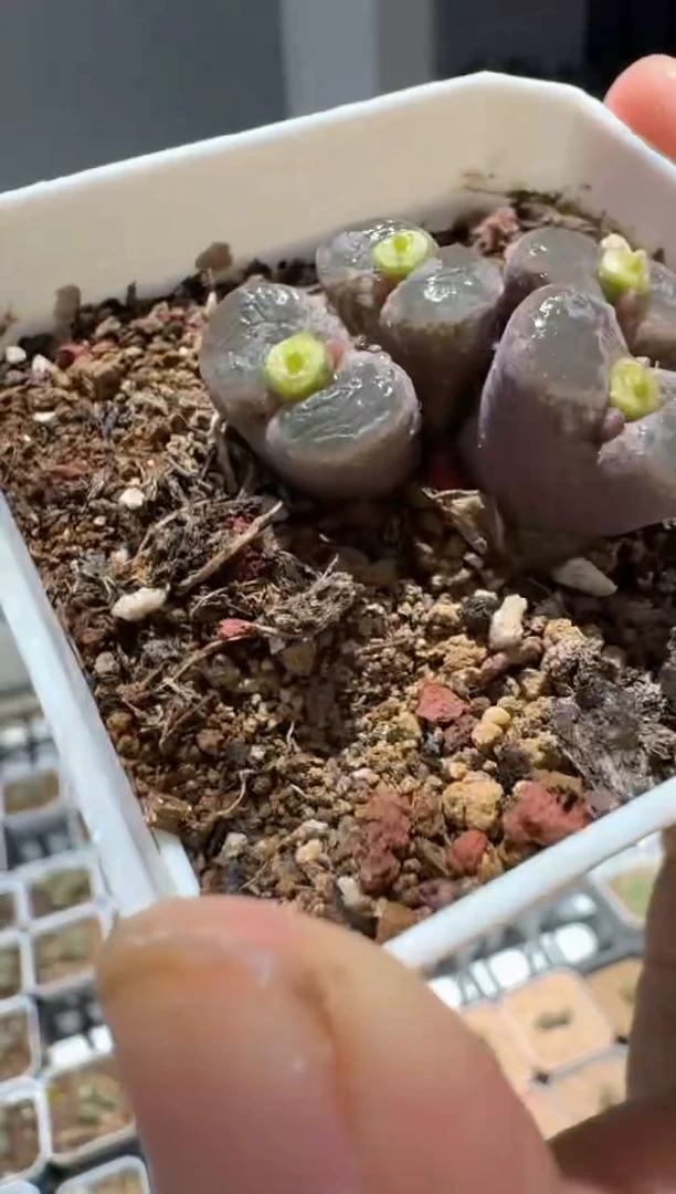 多肉植物肉锥22-227