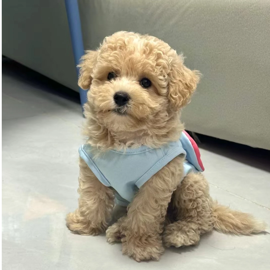 【萌宝小宠】宠物活体狗狗、一物小型犬一拍