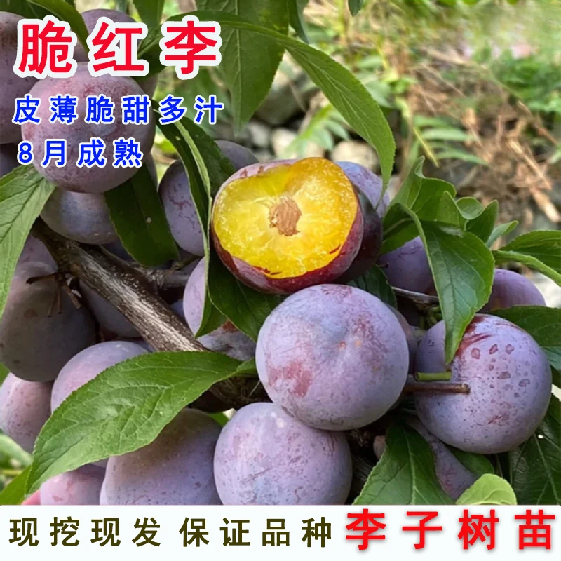四川脱骨脆红李子苗晚熟青脆李嫁接蜂糖李子树苗南北方水果树果苗