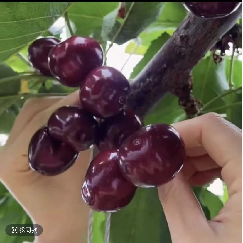 【北方品种苗】低蓄冷量适合南方车厘子树苗嫁接大樱桃树苗