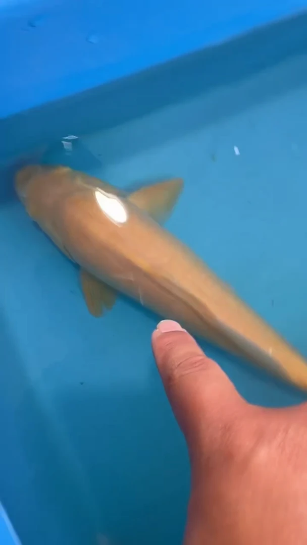 锦鲤太饱锦鲤36cm-45cm不包邮到付