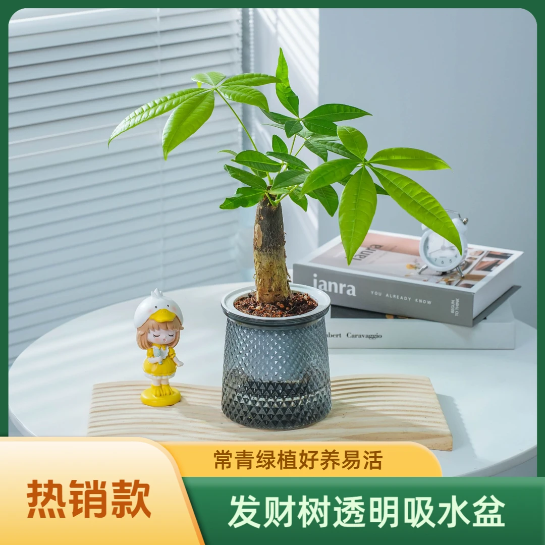 【买一送一】客厅发财树一年四季常青美观植物净化空气室内绿植盆栽