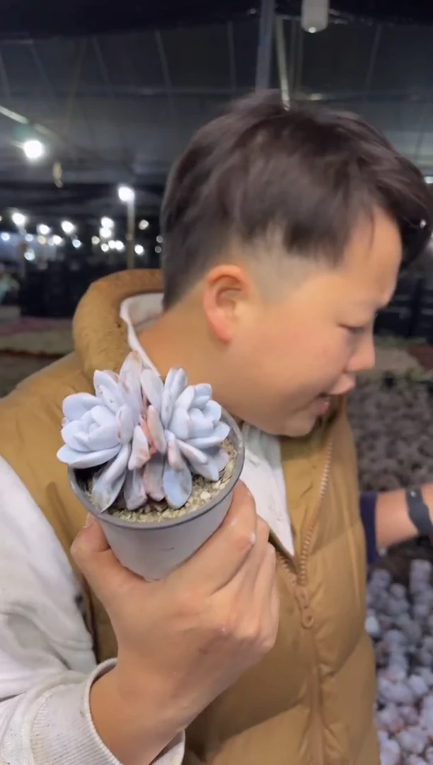 双头起雪莲带盆土3.99