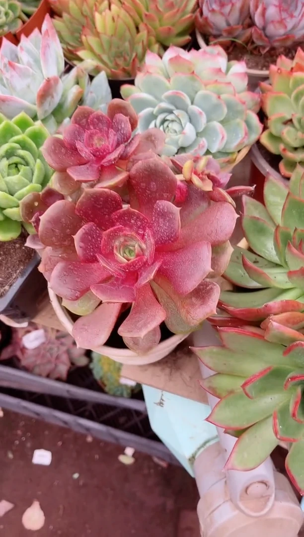 肉*多20088多肉植物一物一拍