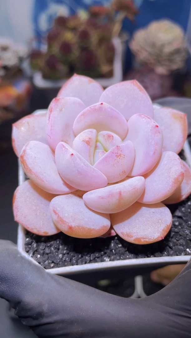 【闪购商品】桃茶单头量拍一颗