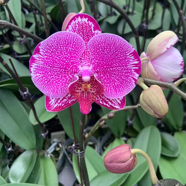 蝴蝶兰 月光美人 花期长 桌面花 盆栽（直播专属）