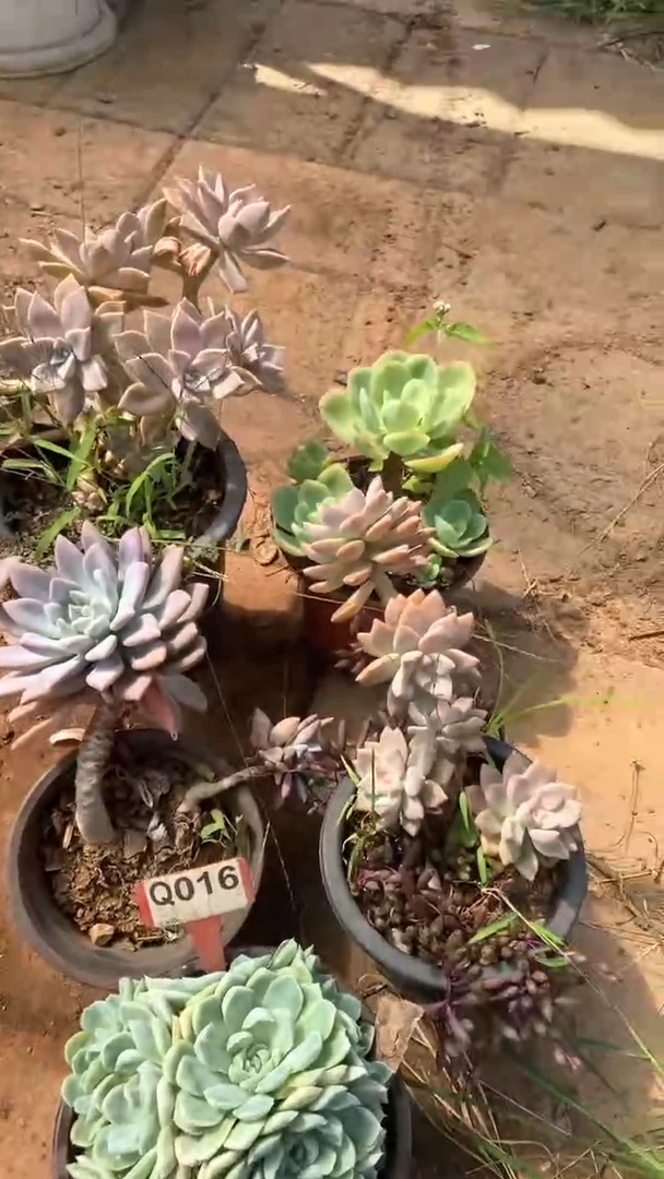 Q016多肉组合默认脱土发货