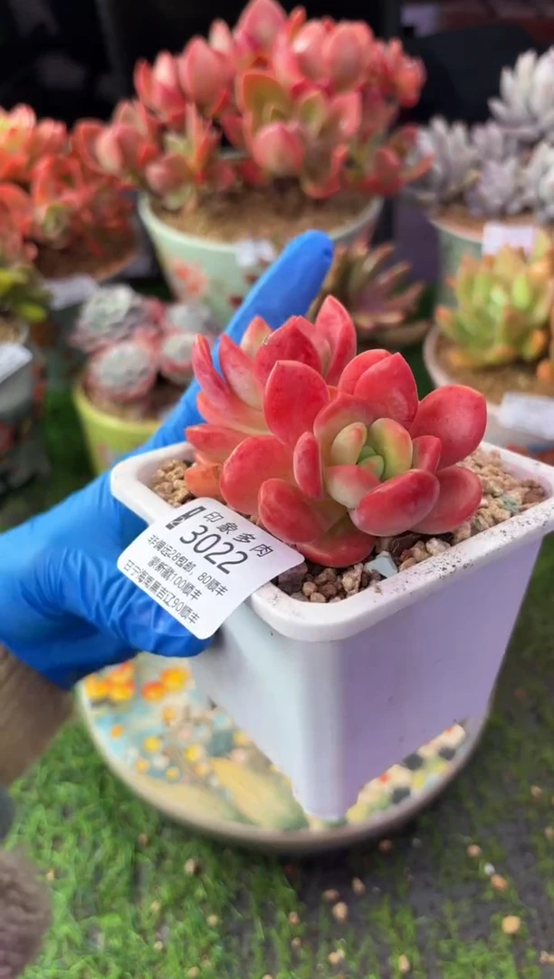 昆明印象多肉3022