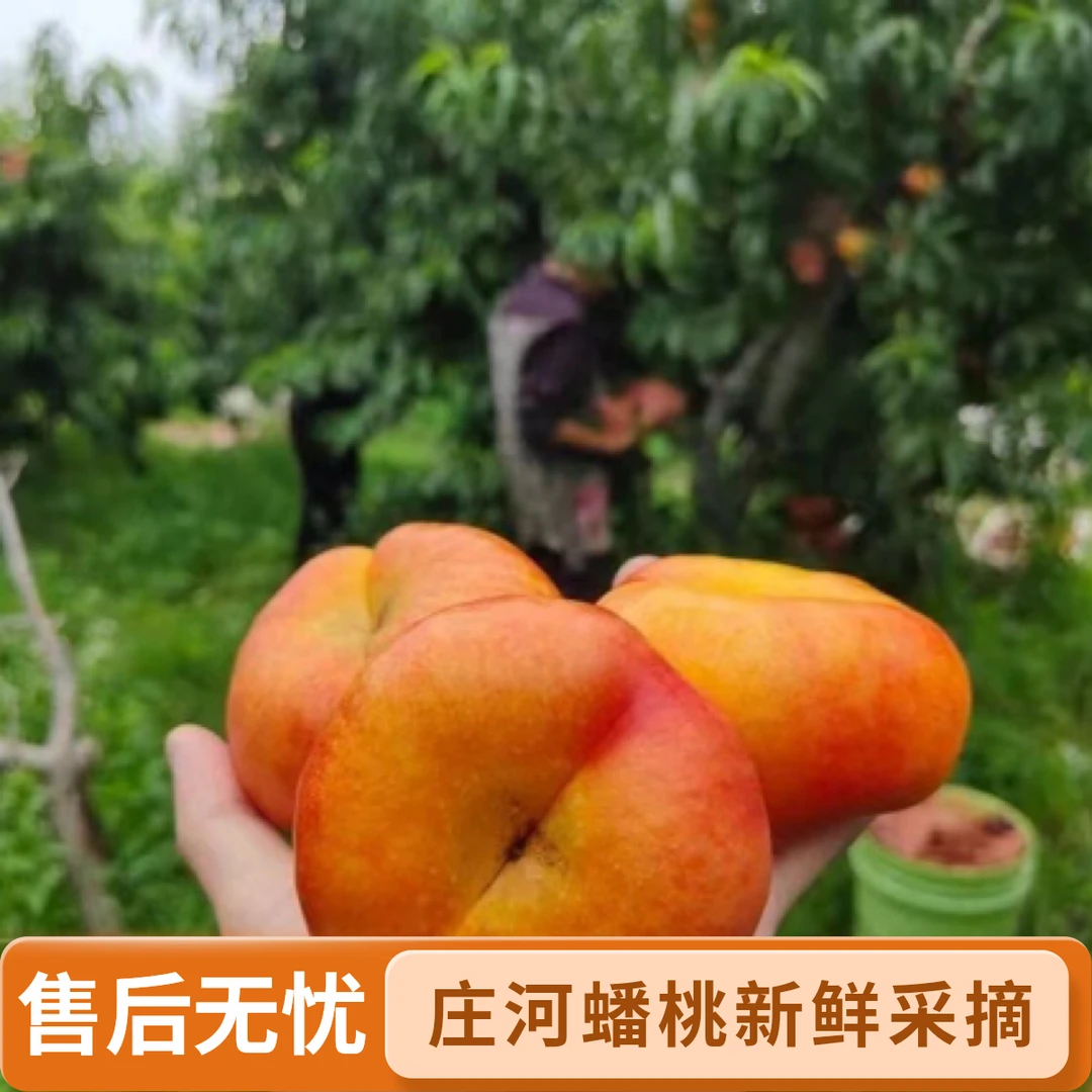 黄金油蟠桃庄河蟠桃玉黄大地大蟠桃新鲜采摘当季应季水果顺丰包邮
