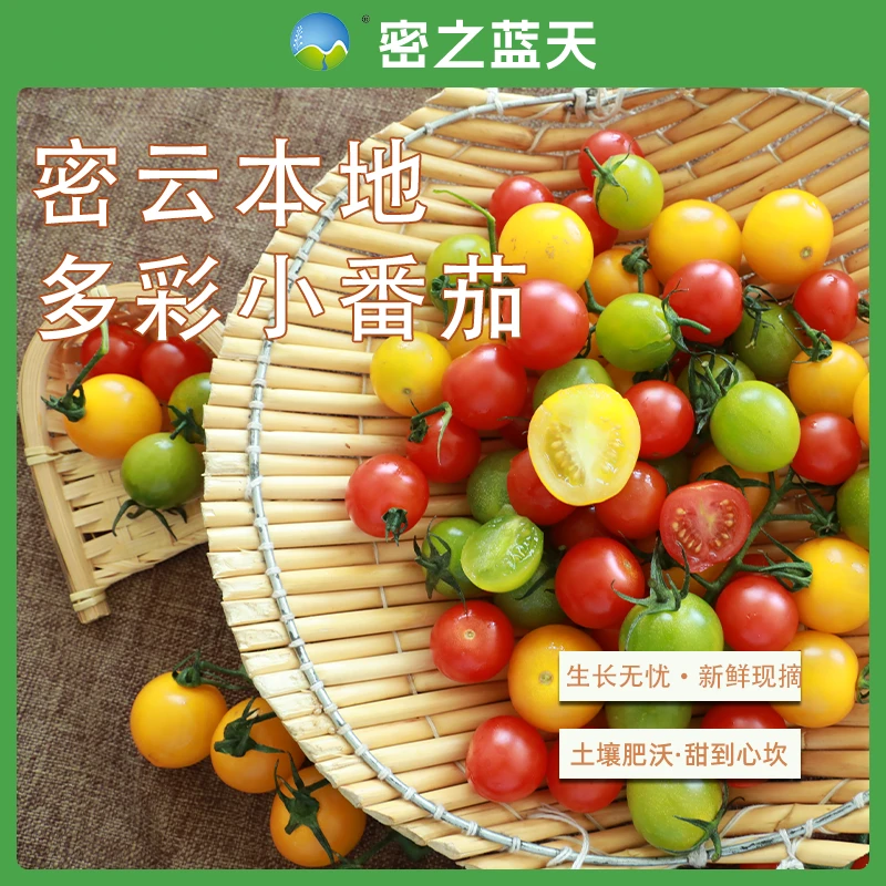 【多彩小番茄西红柿】密之蓝天密云本地现摘多彩小番茄组合香甜爆汁1斤番茄同城配北京市