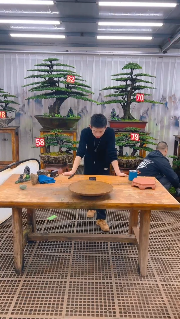 无花朵，精品盆景直播间一物一拍
