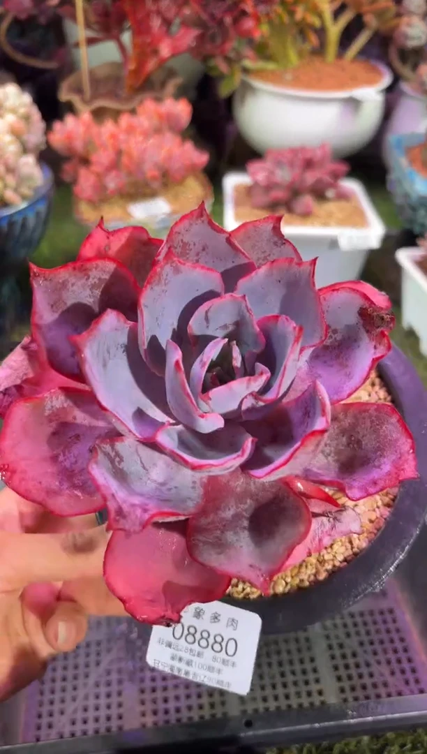 【闪购商品】08880