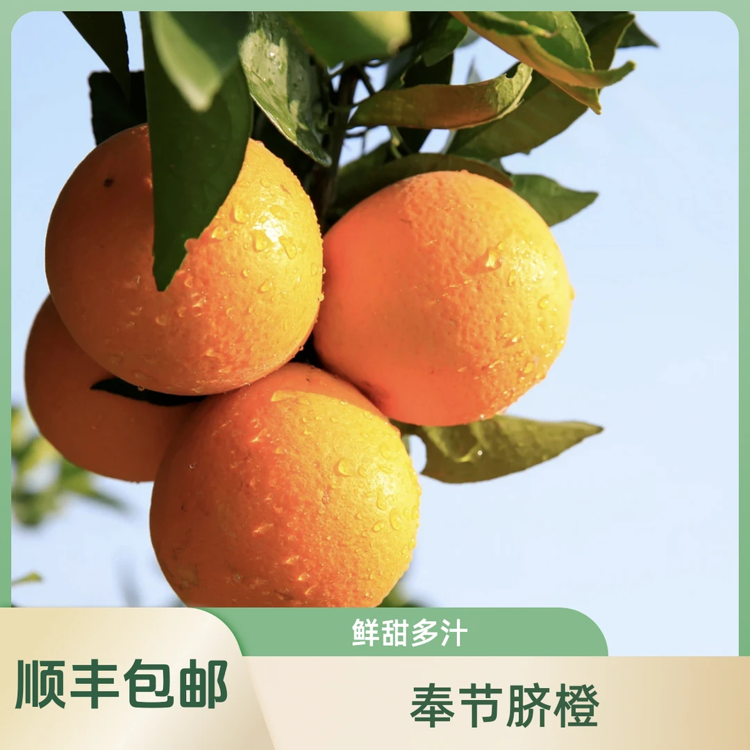 【顺丰专线】正宗奉节脐橙72-1产地直发橙子鲜甜多汁果园新鲜采摘