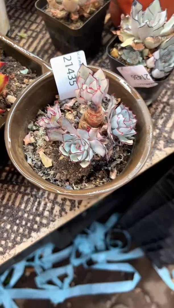 (****寻多肉植物一物一拍21435