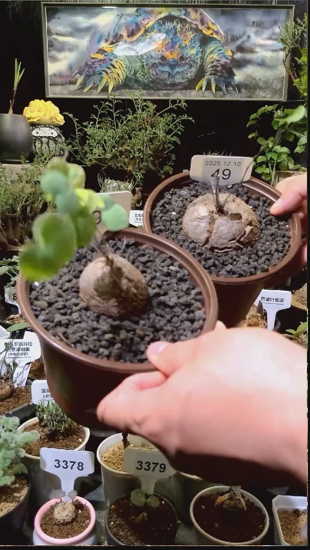 49号1210福利南非龟甲龙买一送一