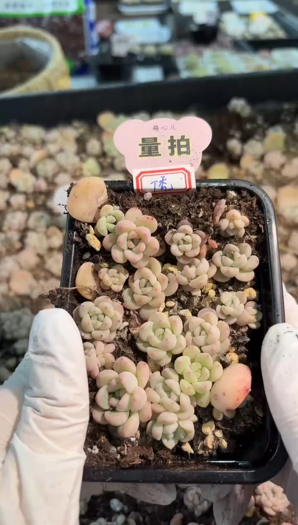 T秃切糕1盒 量拍混发