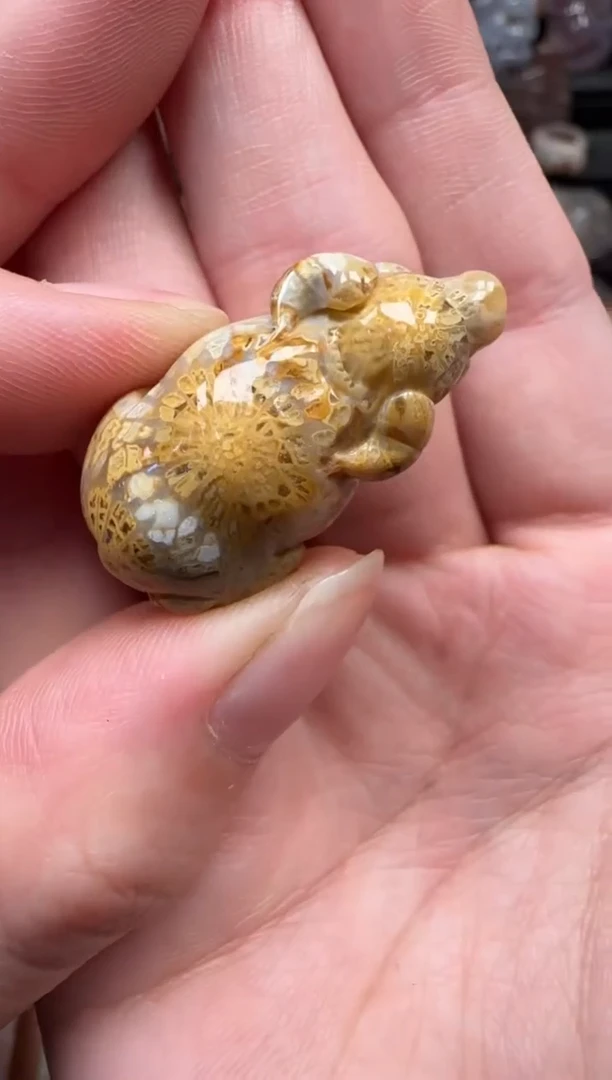 颈饰未镶嵌硅化珊瑚（珊瑚玉）592